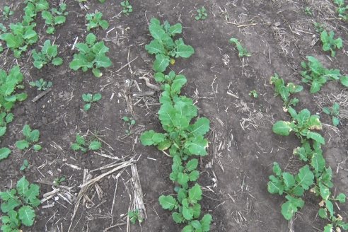 Cultivo de Carinata - Grupo Bolzan - Aldea Maria Luisa