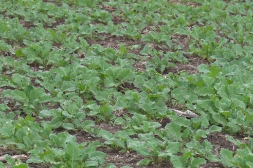 Cultivo de Carinata - Grupo Bolzan - Aldea Maria Luisa