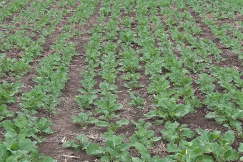 Cultivo de Carinata - Grupo Bolzan - Aldea Maria Luisa