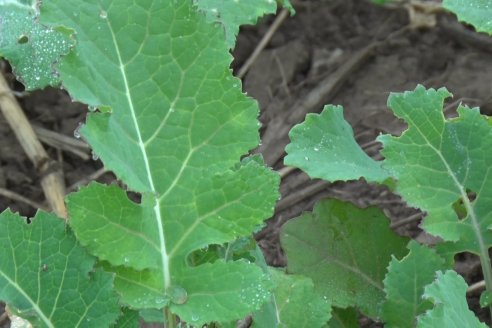 Cultivo de Carinata - Grupo Bolzan - Aldea Maria Luisa