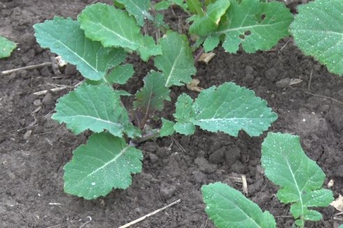 Cultivo de Carinata - Grupo Bolzan - Aldea Maria Luisa