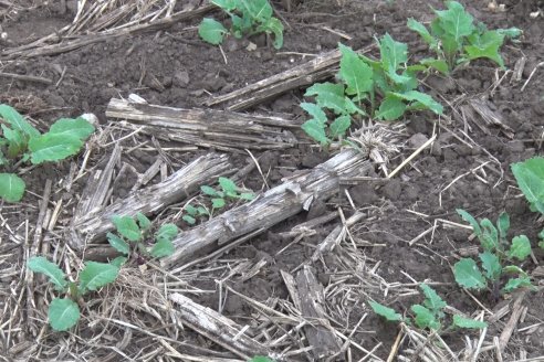 Cultivo de Carinata - Grupo Bolzan - Aldea Maria Luisa