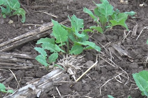 Cultivo de Carinata - Grupo Bolzan - Aldea Maria Luisa