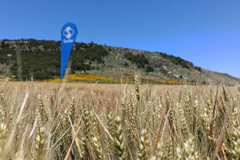 Un tratamiento nutricional para que el trigo se tome vacaciones del estrés