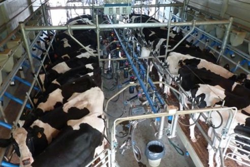 Asimetrías calientes: mientras el país bate récords de exportación de lácteos, tamberos regalan leche