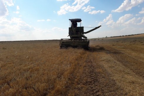 Sequía: miden en 21.000 millones de dólares las pérdidas agrícolas