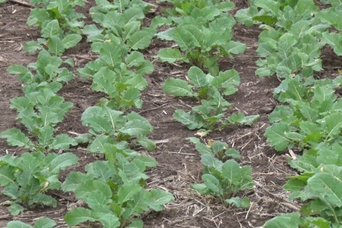 El clima condiciona a los cultivos alternativos al trigo