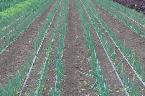 Visita a Huerta La Mirta:  Los crespenses se comen todo lo que producen los Senger