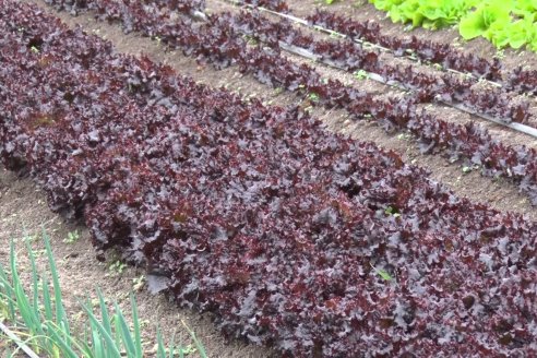 Visita a Huerta La Mirta:  Los crespenses se comen todo lo que producen los Senger