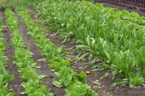 Visita a Huerta La Mirta:  Los crespenses se comen todo lo que producen los Senger