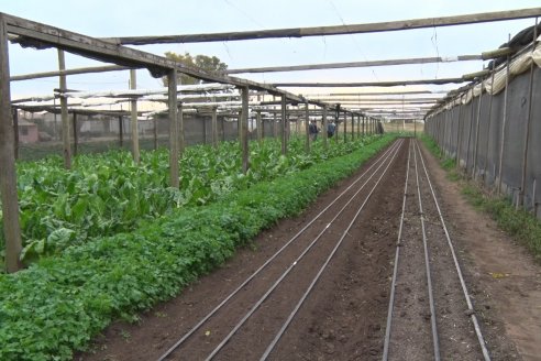 Visita a Huerta La Mirta:  Los crespenses se comen todo lo que producen los Senger