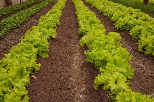 Visita a Huerta La Mirta:  Los crespenses se comen todo lo que producen los Senger