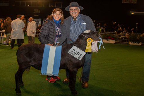 "Luchador Covid", el Gran Campeón ovino de la raza Santa Inés es un ejemplar hecho en Entre Ríos