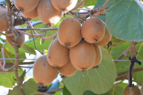 El INTA Concordia promociona la plantación de Kiwis