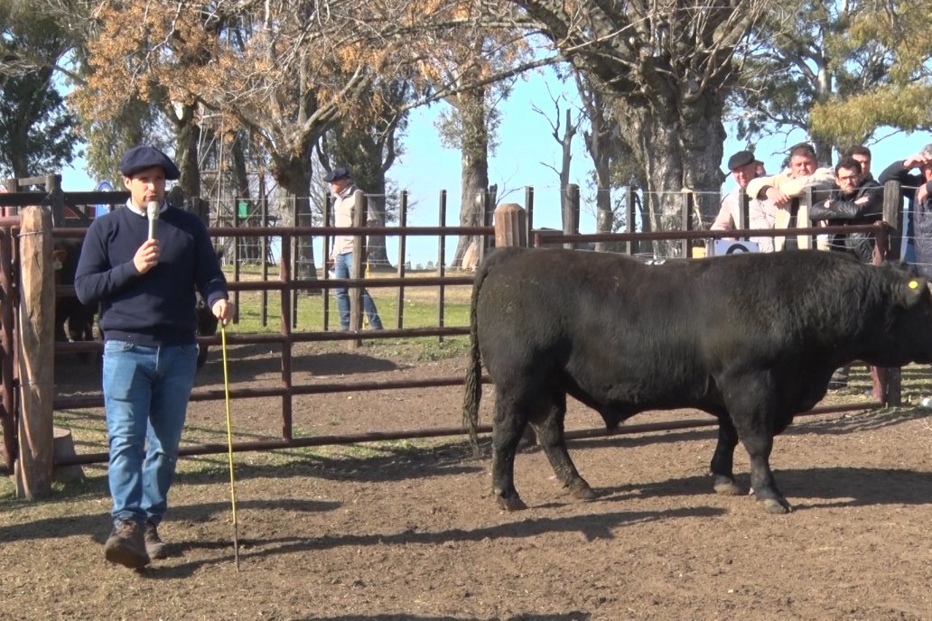 Ricardo Orazi trabajó en torno a los animales reunidos en el campo de Pilar.