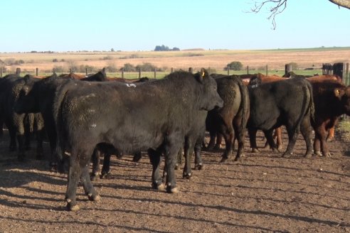 2° Jura Fenotípica de la 7ma. Prueba Pastoril Angus del Litoral - Establecimiento Pilar - Ramirez, Entre Ríos