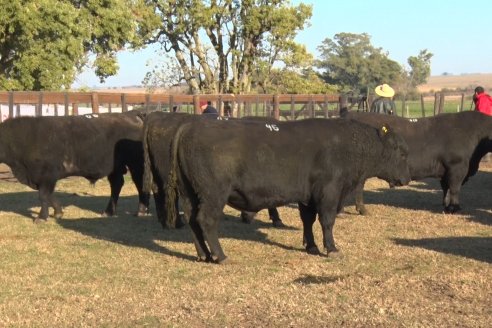 2° Jura Fenotípica de la 7ma. Prueba Pastoril Angus del Litoral - Establecimiento Pilar - Ramirez, Entre Ríos