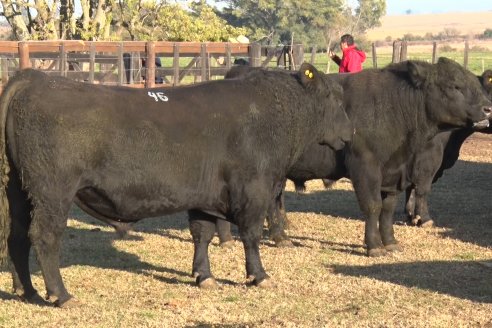 2° Jura Fenotípica de la 7ma. Prueba Pastoril Angus del Litoral - Establecimiento Pilar - Ramirez, Entre Ríos