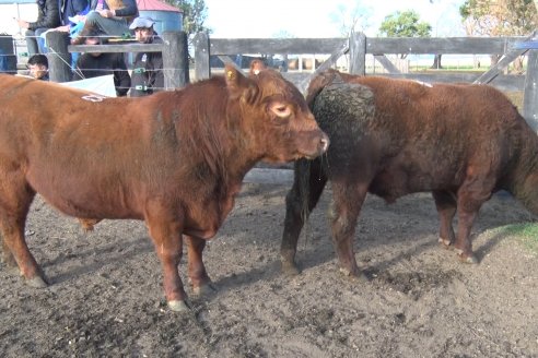 2° Jura Fenotípica de la 7ma. Prueba Pastoril Angus del Litoral - Establecimiento Pilar - Ramirez, Entre Ríos