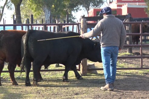 2° Jura Fenotípica de la 7ma. Prueba Pastoril Angus del Litoral - Establecimiento Pilar - Ramirez, Entre Ríos