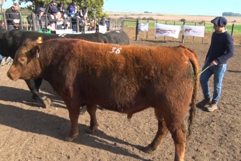 2° Jura Fenotípica de la 7ma. Prueba Pastoril Angus del Litoral - Establecimiento Pilar - Ramirez, Entre Ríos