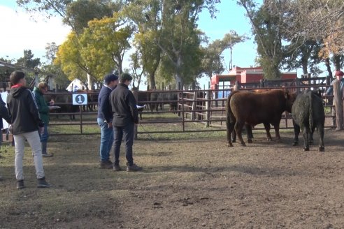 2° Jura Fenotípica de la 7ma. Prueba Pastoril Angus del Litoral - Establecimiento Pilar - Ramirez, Entre Ríos