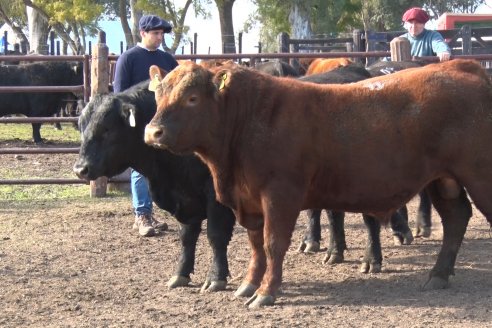 2° Jura Fenotípica de la 7ma. Prueba Pastoril Angus del Litoral - Establecimiento Pilar - Ramirez, Entre Ríos