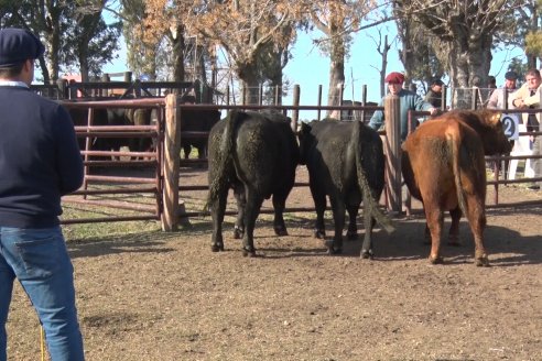 2° Jura Fenotípica de la 7ma. Prueba Pastoril Angus del Litoral - Establecimiento Pilar - Ramirez, Entre Ríos