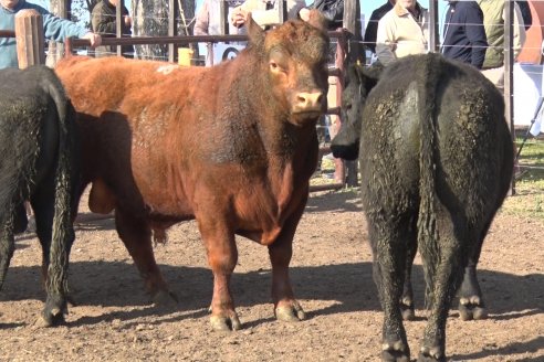 2° Jura Fenotípica de la 7ma. Prueba Pastoril Angus del Litoral - Establecimiento Pilar - Ramirez, Entre Ríos