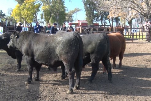 2° Jura Fenotípica de la 7ma. Prueba Pastoril Angus del Litoral - Establecimiento Pilar - Ramirez, Entre Ríos