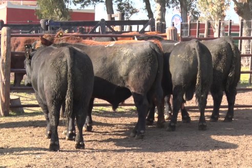 2° Jura Fenotípica de la 7ma. Prueba Pastoril Angus del Litoral - Establecimiento Pilar - Ramirez, Entre Ríos