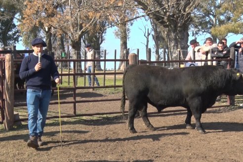 2° Jura Fenotípica de la 7ma. Prueba Pastoril Angus del Litoral - Establecimiento Pilar - Ramirez, Entre Ríos