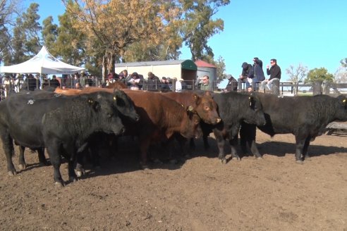 2° Jura Fenotípica de la 7ma. Prueba Pastoril Angus del Litoral - Establecimiento Pilar - Ramirez, Entre Ríos