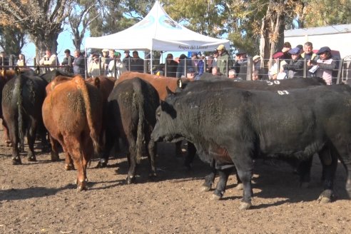 2° Jura Fenotípica de la 7ma. Prueba Pastoril Angus del Litoral - Establecimiento Pilar - Ramirez, Entre Ríos