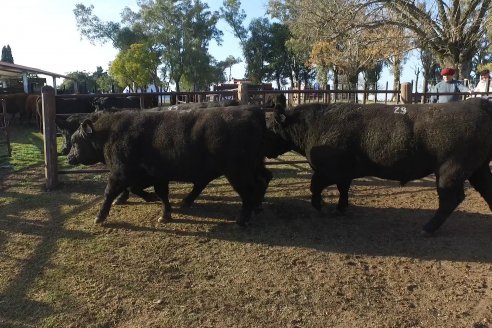 2° Jura Fenotípica de la 7ma. Prueba Pastoril Angus del Litoral - Establecimiento Pilar - Ramirez, Entre Ríos