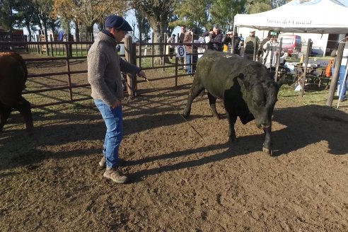 2° Jura Fenotípica de la 7ma. Prueba Pastoril Angus del Litoral - Establecimiento Pilar - Ramirez, Entre Ríos