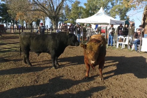 2° Jura Fenotípica de la 7ma. Prueba Pastoril Angus del Litoral - Establecimiento Pilar - Ramirez, Entre Ríos