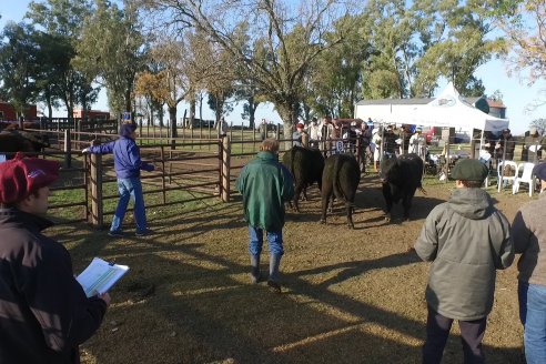 2° Jura Fenotípica de la 7ma. Prueba Pastoril Angus del Litoral - Establecimiento Pilar - Ramirez, Entre Ríos