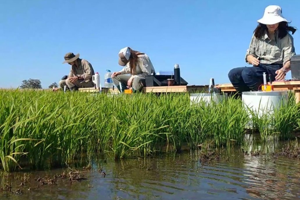 Plantadores encaran una campaña sobre unas 50.000 hectáreas entrerrianas.