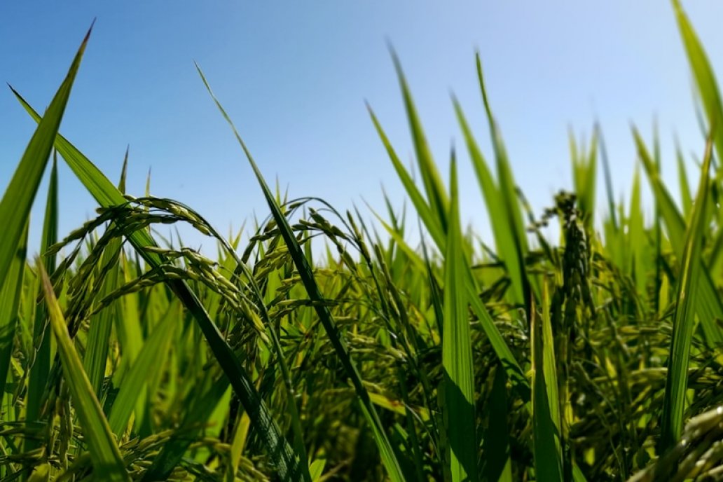 La aspiración es que accedan productos como el arroz y el citrus entrerriano. La aspiración es que accedan productos como el arroz y el citrus entrerriano.