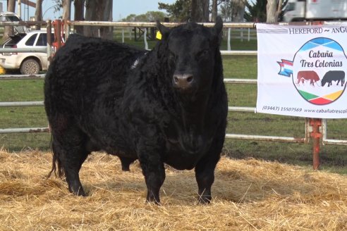 Dia de Campo:  Anticipo del 8° Remate Anual de Cabaña Tres Colonias