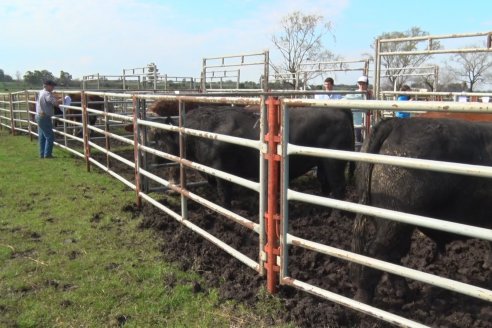 Dia de Campo:  Anticipo del 8° Remate Anual de Cabaña Tres Colonias