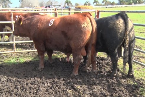 Dia de Campo:  Anticipo del 8° Remate Anual de Cabaña Tres Colonias