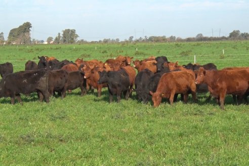 Dia de Campo:  Anticipo del 8° Remate Anual de Cabaña Tres Colonias