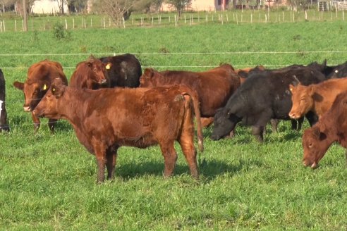 Dia de Campo:  Anticipo del 8° Remate Anual de Cabaña Tres Colonias