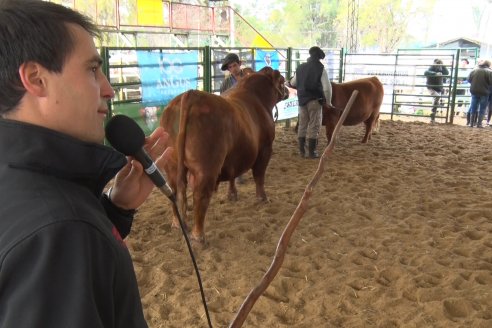 Expo Rural Villaguay 2022 - Concurso de Jurados Angus