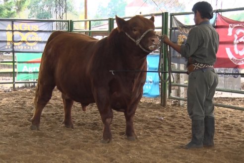 Expo Rural Villaguay 2022 - Concurso de Jurados Angus