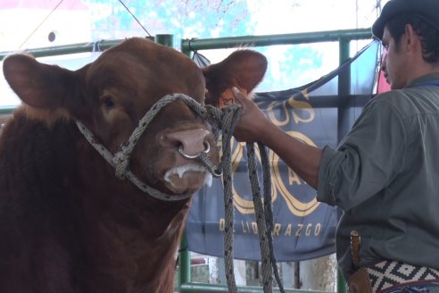 Expo Rural Villaguay 2022 - Concurso de Jurados Angus