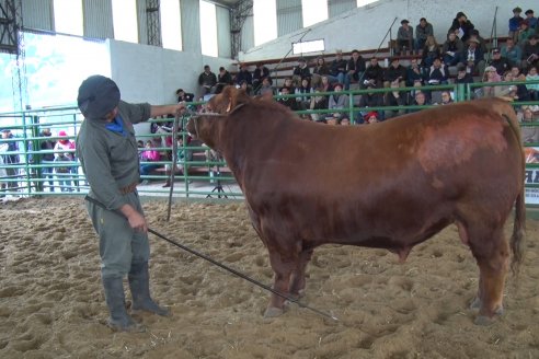 Expo Rural Villaguay 2022 - Concurso de Jurados Angus