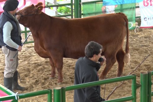 Expo Rural Villaguay 2022 - Concurso de Jurados Angus